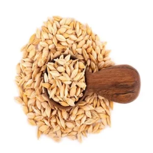 🌾Barley Grain